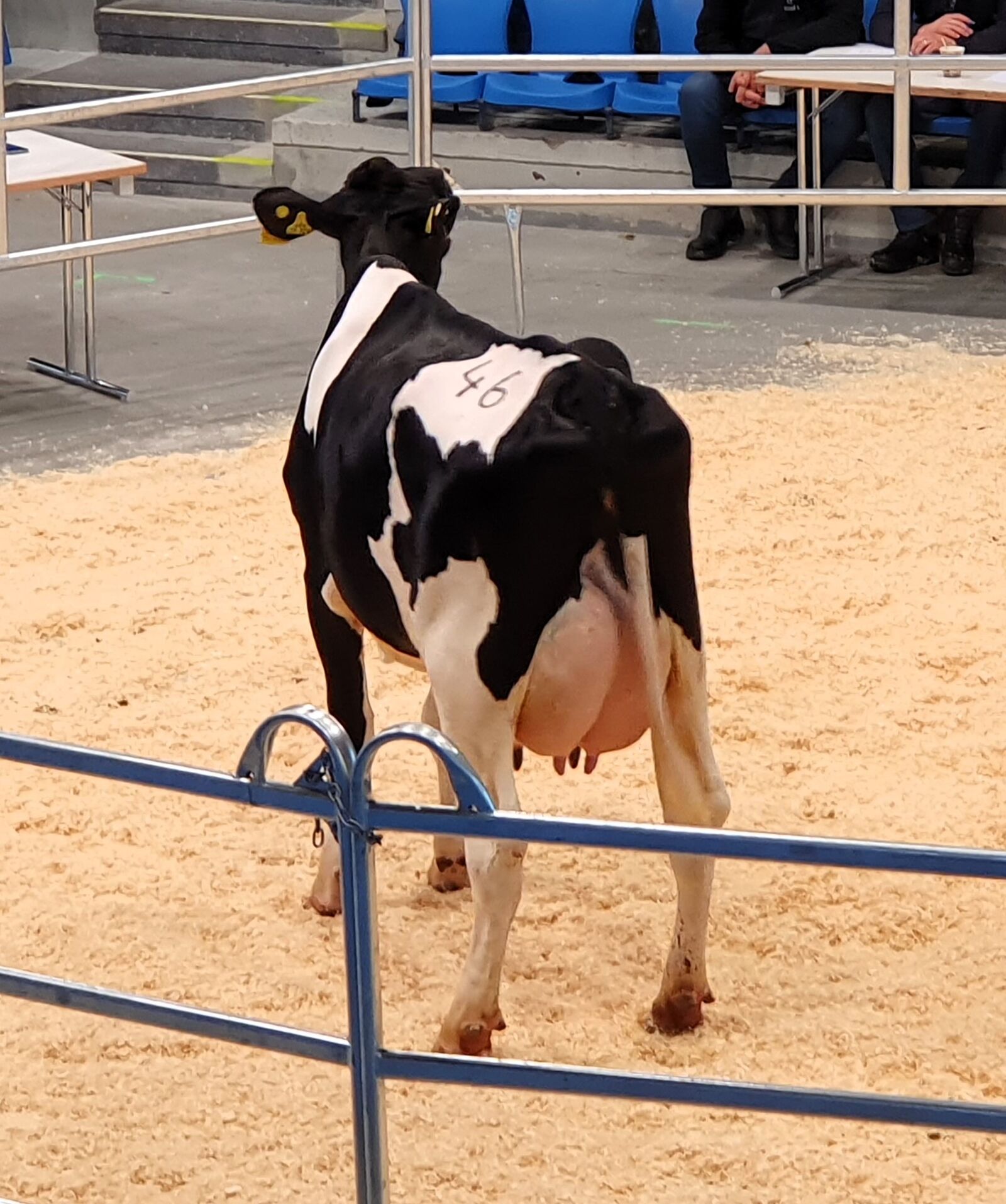 Diese DUBLIN-Tochter (Kat.-Nr. 46) aus der WM Milch Sissmann GbR aus Waltrop beeindruckte mit sehr korrekten Fundamenten und einem schön ausbalancierten Euter und wurde für 3.200 in den Kreis Borken verkauft.