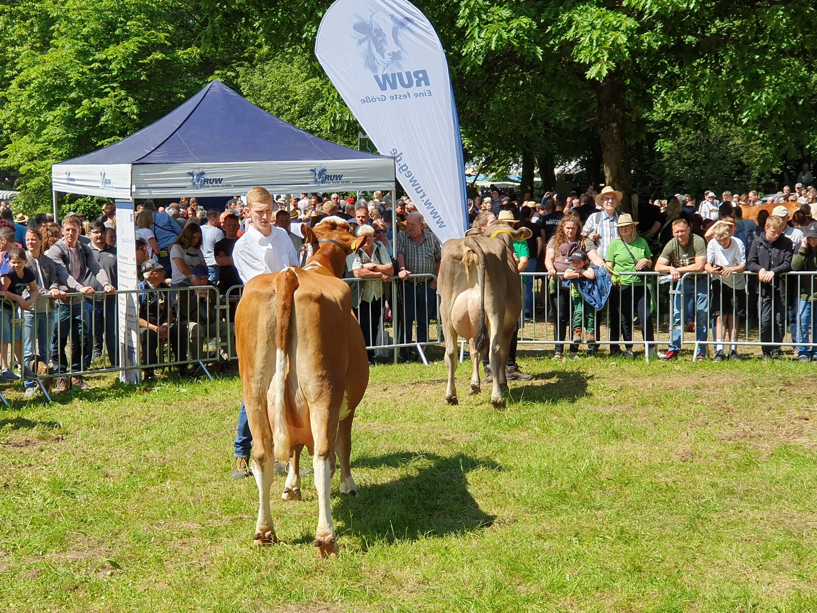 Die Siegerkühe der Rassen Fleckvieh und Braunvieh bringen Abwechslung in den Ring. 