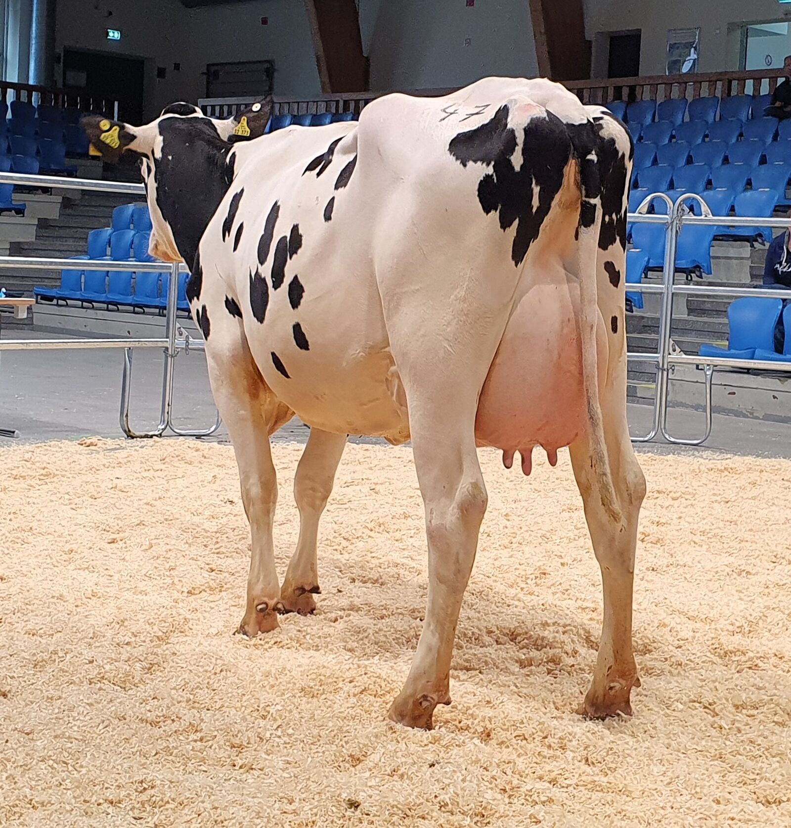 Auch diese COSINUS-Tochter (Kat.-Nr. 47) stammte aus der WM Milch Sissmann GbR aus Waltrop und stand ihrer kurz zuvor verkauften Stallgefährtin in nichts nach. Hier war es ein niederländischer Züchter der sich den Zuschlag mit dem Gebot von 3.200 € sicherte.