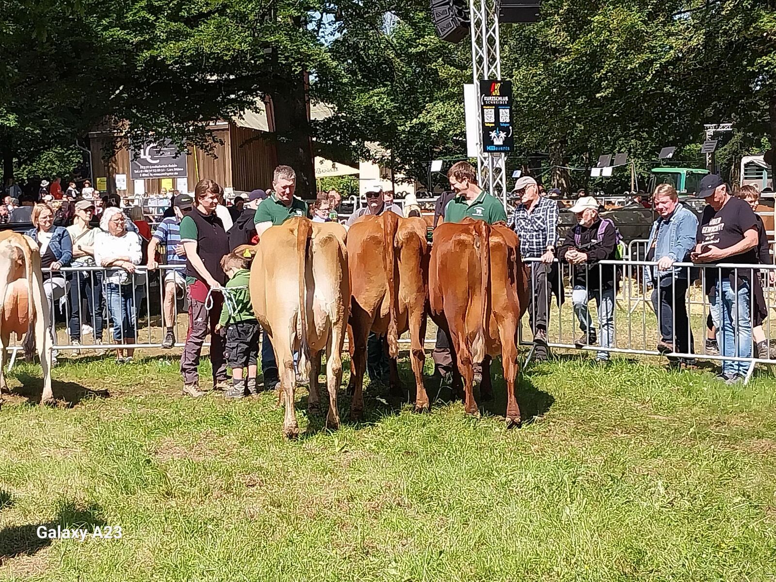 Eine schöne Rotviehsammlung präsentiert sich dem Publikum.