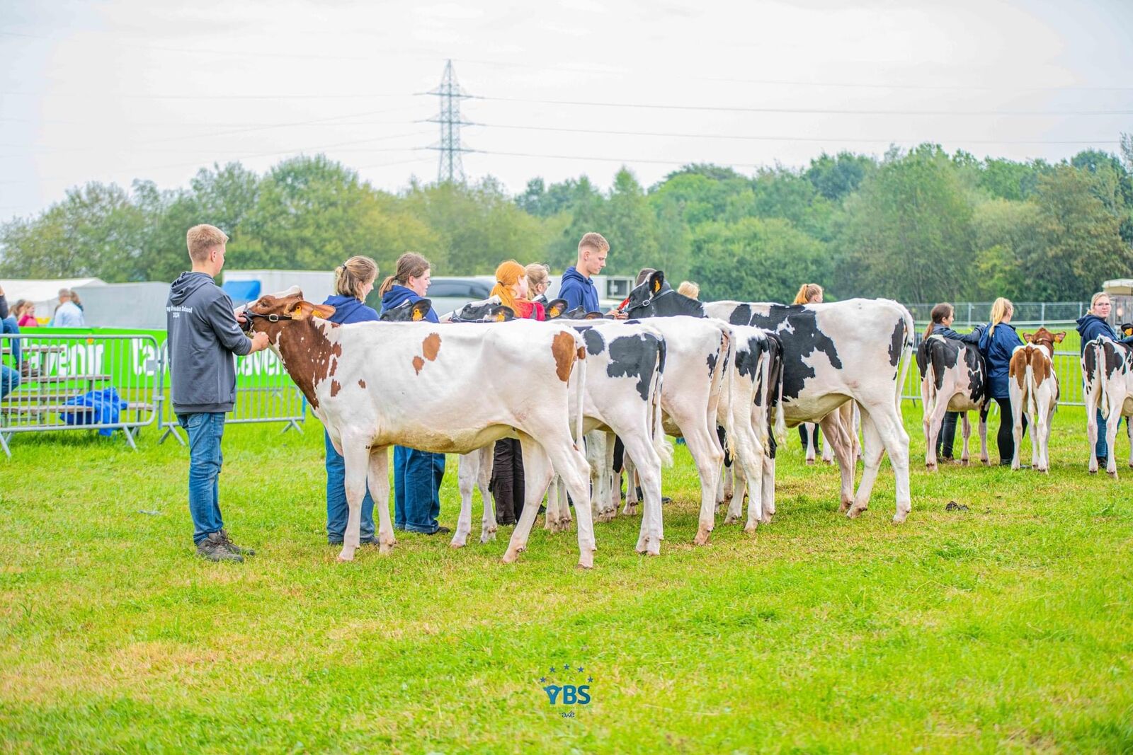 Täglich wird mit den zugeteilten belgischen Tieren geübt.