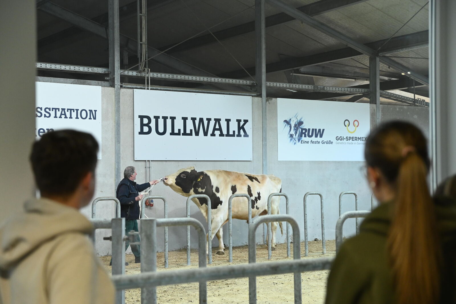 Unser Bulle SOLITAIR P präsentiert sich auf dem Bullwalk in voller Pracht.