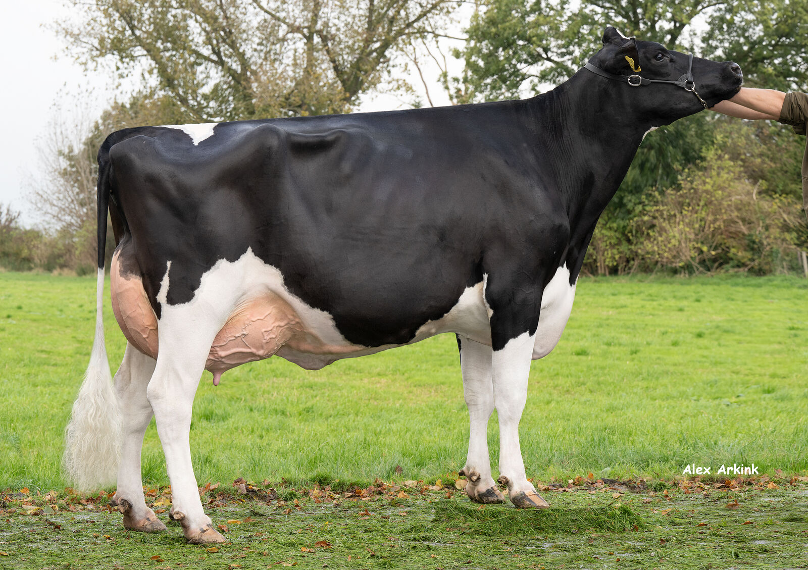 Die SIMON P-Tochter Pisa P VG-88 im Besitz von Rainer Thoenes wurde anlässlich der EuroTier in Hannover am Messestand der Phönix Group und auf der Bühne des TopTierTreffs präsentiert.