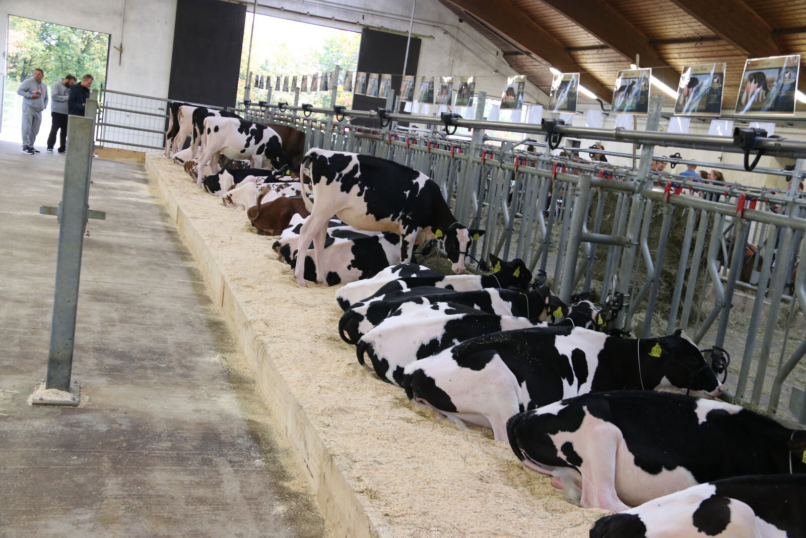 Exzellent und tierschutzkonform betreut und vorbereitet genießen die Jungrinder den Komfort im Stall vor der Auktion. 