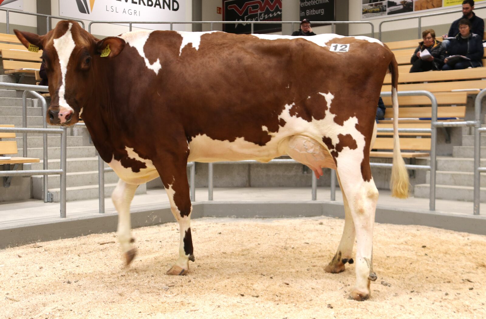 Aus der bekannten Zucht von Johann Hoffmann aus Stockem, eine Boy-Red, aus einer mit EX 92 bewerteten Laser PP- Mutter! Selbst mit 86 Punkten bewertet, strebt sie der Mutter nach. Eine Kuh für Züchter, die mit dieser Linie weiterarbeiten wollen. Mit 3.100 € im Zuschlag bleibt sie in der Eifel.