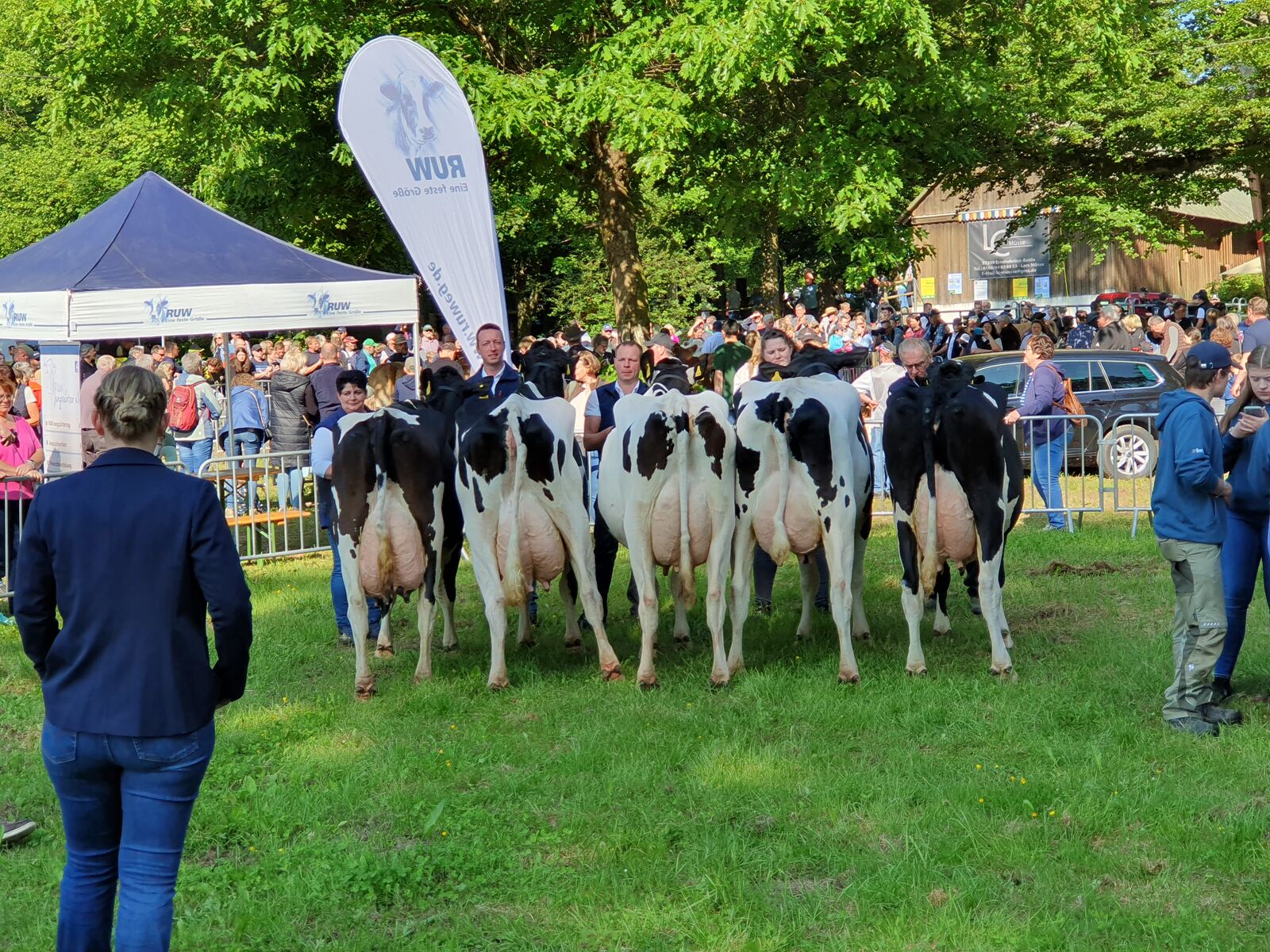 Es präsentieren sich die schwarzbunten älteren Kühe im Ring.