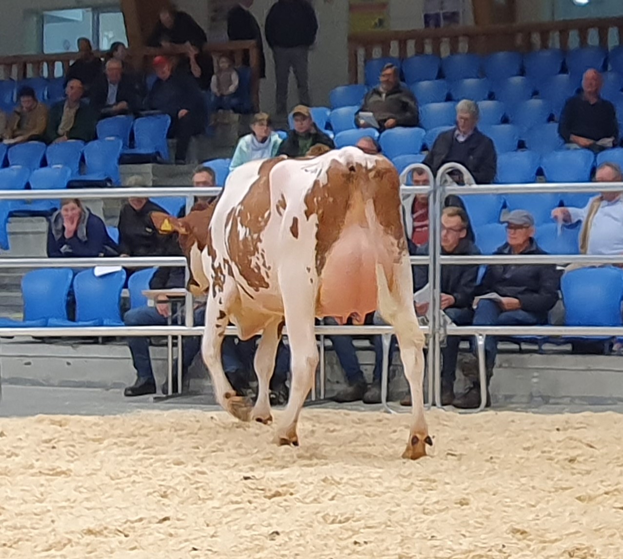 Aus der Zucht der von Ludger Wiewer aus Drensteinfurt stammte die teuerste rotbunte Färse der Oktoberauktion in Hamm, eine Rompen Red-Tochter (Kat.-Nr. 132), die sich körper- und euterstark im Ring präsentierte und für 3.400 € einem Kunden aus den Niederlanden zugeschlagen wurde. 