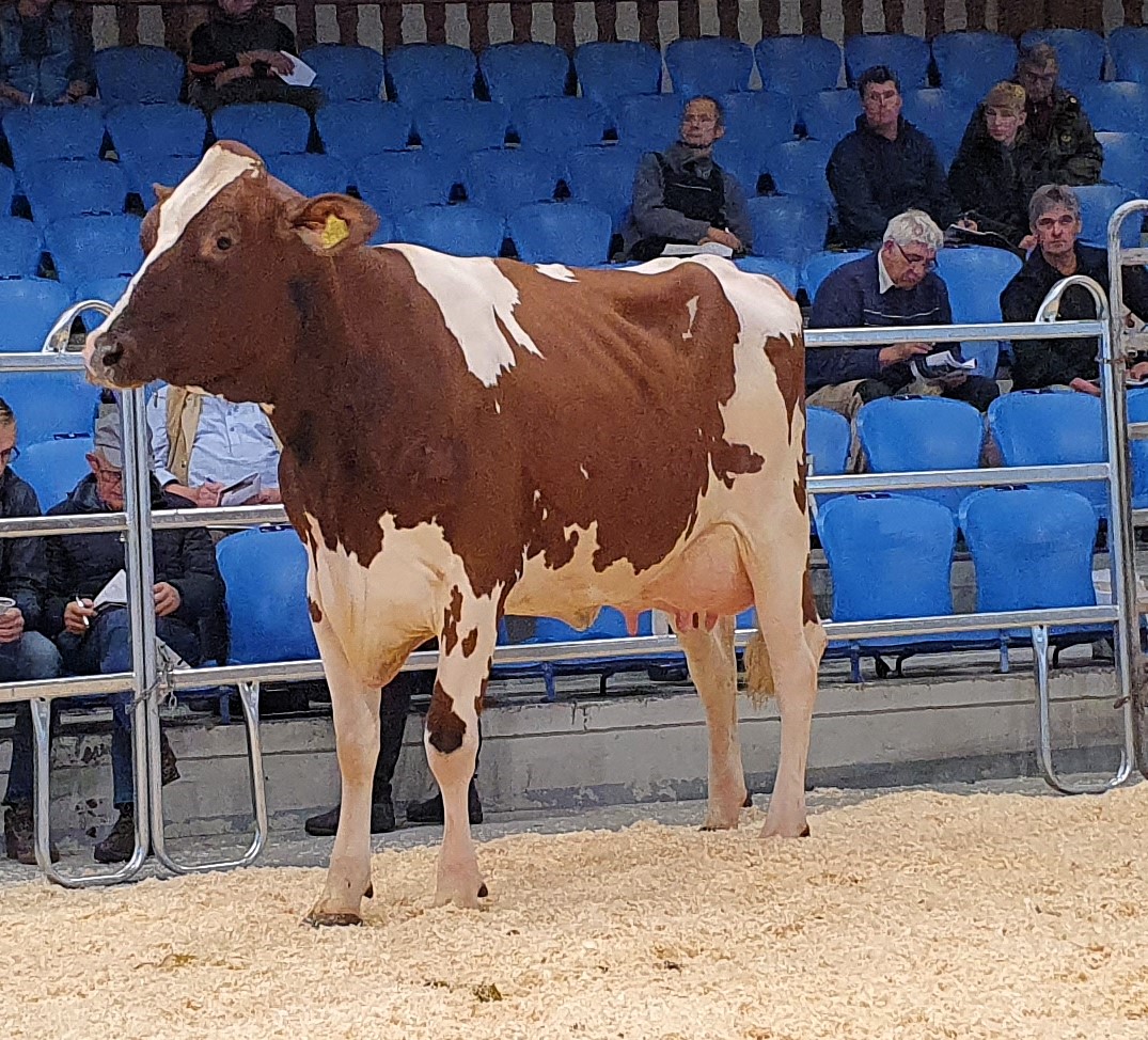 Mit einer Einsatzleistung von gut 40 kg Milch und einem tadellosen Erscheinungsbild präsentierte sich diese SOLUTION-Enkelin (Kat.-Nr. 44) aus der Zucht von Hartmut Landwehr aus Steinhagen im Ring und wurde für 3.200 € einem Züchter aus dem Kreis Borken zugeschlagen. 