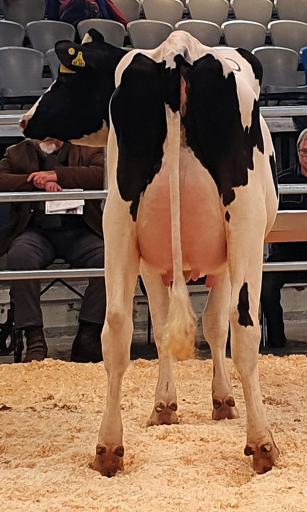 CONFIDENCE heißt der Vater dieser eleganten und mit sehr viel Harmonie ausgestatteten Färse (Kat.-Nr. 60) aus der Zucht der WM Milch Sissmann GbR aus Waltrop, die für 3.500 € im Zuschlag in einen Zuchtbetrieb in ihrem Heimatkreis Recklinghausen verkauft wurde. 