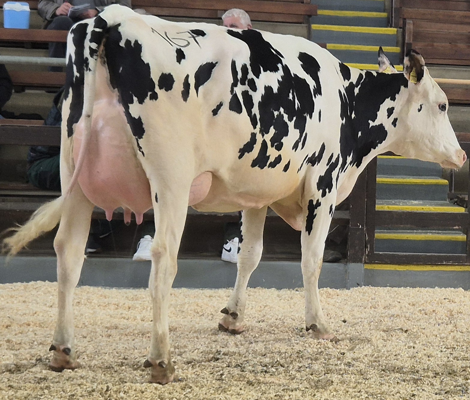 Eine der vielen hervorragenden Cosinus-Töchter auf der Januar Auktion in Krefeld. Diese euterstarke und absolut korrekte Färse sicherte sich ein Kunde aus dem Rhein Sieg Kreis für 3.700 €.